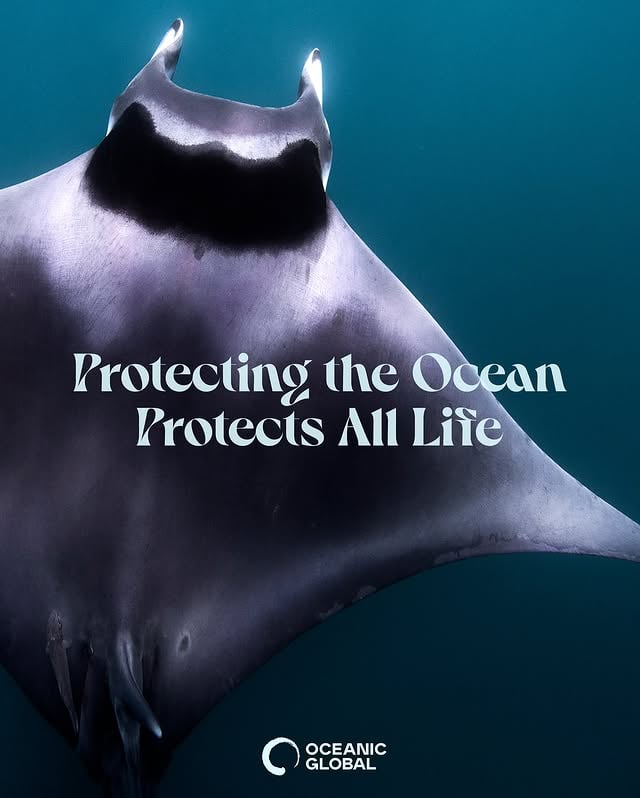 🌊 Protecting the Ocean Protects All Life 🌍The Ocean is lifeblood of our entire planet 💙It regulates our climate, produces the oxygen we breathe, and sustains ecosystems that we depend on ⚡When we protect the Ocean, we protect everything that calls Earth home, including ourselves. By safeguarding marine ecosystems, we ensure a future where nature thrives, biodiversity flourishes, and the balance of life is maintained 🐬Every action taken to protect our Oceans is a step toward a healthier, more sustainable world 👣Together, we can make a difference for all life on Earth 🌎Visit oceanic.global to learn more on how you can help 🐋📸: @jchauser by @oceanic.global