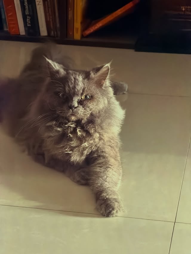 Gratitude post for My GunduMani :) in GunduMani, I see a lot of parts of me that I rarely show to the world. One thing is that We don’t express our love often but when we do, We make it look epic. 💙One of my biggest manifestations is that he already is healthy and spends his maximum life span with us. 🪽I love you da My dearest GunduMani. 😘 by @aryan_offl