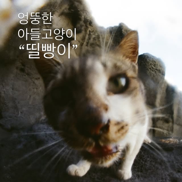 엉뚱한 아들 고양이, “띨빵이”밀물과 썰물 때를 맞춰 살아야 하는바닷가 끝자락에서 지내던 아들 고양이.항상 엉뚱한 표정과 행동을 보였고,엄마와 비슷하게 생긴 고양이를 졸졸 따라다니곤 했다.먹을 것이 없어도썰물에 바닷물이 빠지면,보호색을 자랑이라도 하듯돌 사이에 가만히 서 있곤 했다.근처에 사는 아빠 고양이에게늘 쫓기면서도그 영역을 쉽게 벗어나지 않은 채꿋꿋하게 버텼다.끝내 아빠 고양이에게 큰 부상을 입어구조하게 되었고,지금은 마치 처음부터 집고양이였던 것처럼자연스럽게 살아가는 “띨빵이” by @xhu_re
