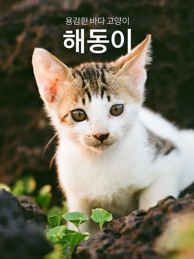 용감한 바다 고양이 “해동이”삼촌뻘 되는 팡이(노란 고양이)와 처음 본 해동이무섭지만 지지 않고 털을 세워 저항해 본다.하지만 팡이는 별생각 없어 보인다.#제주도바다에는고양이가산다 by @xhu_re