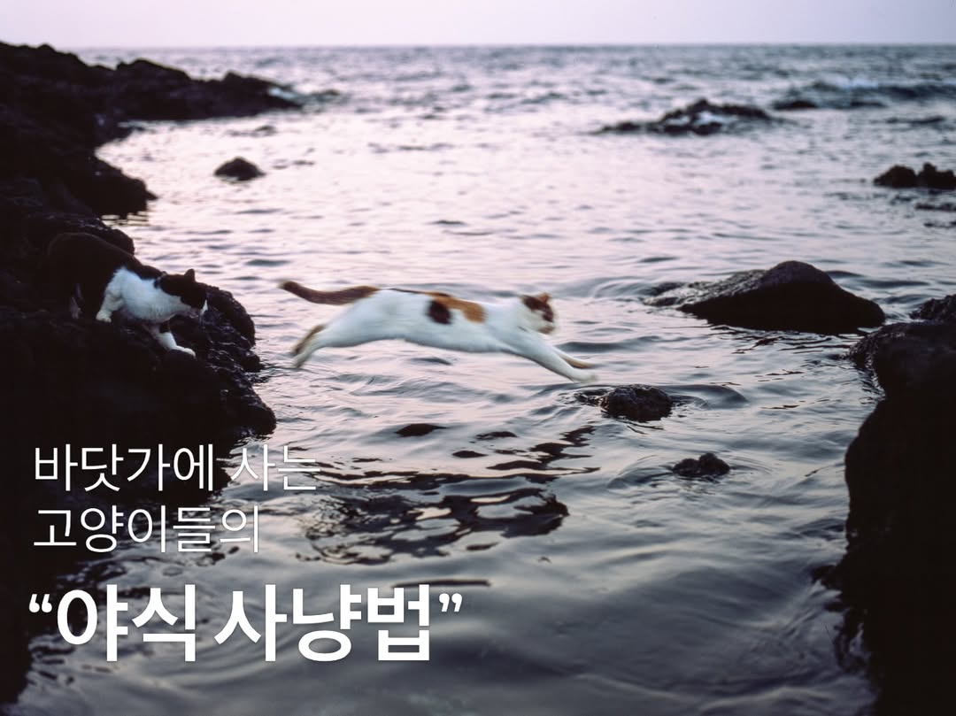 숭어가 철인 여름 어느날,바다 고양이들은 야식을 사냥하기 위해노련해 보이는 낚시꾼을 찾아다닌다.엄마와 딸은 숭어맛을 아는지,썰물도 잊은채 낚시꾼이 손질하다 만숭어를 먹으며 야식을 즐긴다.얼마나 맛있는지, 작은 섬이 잠길때 즈음엄마와 딸은 급하게 뛰어 나온다.#제주도바다에는고양이가산다 #최마태중형필름공모전2등 by @xhu_re