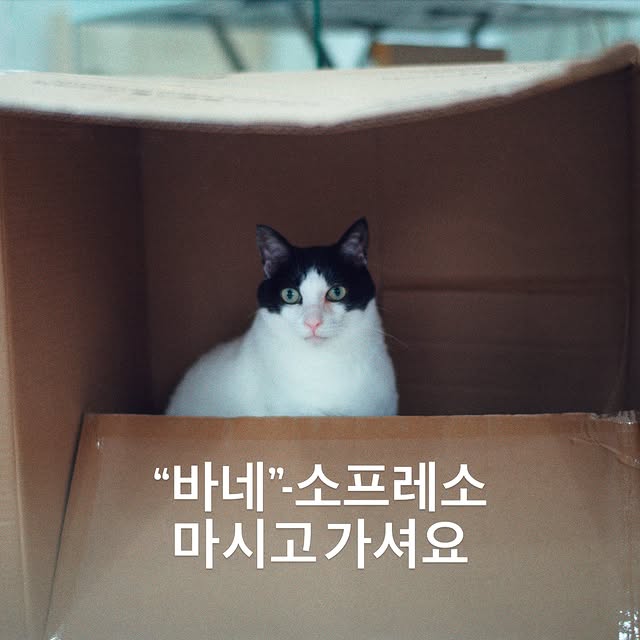 모래 공구 이후, 약속대로 모래를온캣에 기부하게 되었습니다.오름모래 대표님도 같이 기부에 참여해 주셔서총 1톤의 모래를 전달 완료했습니다!여러 사정들로 보호소에 모이게 되었지만,온캣 활동가분들의 정성스러운 케어로지금은 사진과 같이 이쁜 모습으로 거듭나게 되었습니다.이제는 함께할 집사님들을 기다리고 있다고 합니다.아래 링크를 통해 아이들의 자세한 스토리를 보실 수 있습니다.공구를 통해 기부까지 진행될 수 있게 많은 관심 가져주신구독자 여러분들께 진심으로 감사드립니다.동물자유연대https://www.animals.or.kr/#온캣에는행복한고양이가산다@kawa.on.cat by @xhu_re