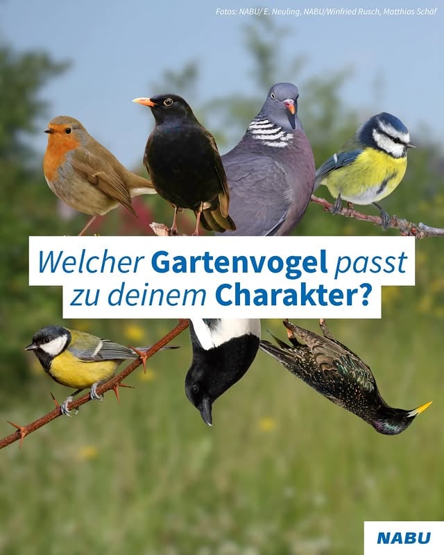 Erkennst du dich oder einen deiner Freund*innen wieder? 🐦‍⬛#gartenvögel #vogelbeobachtung #vögel #charakter by @nabu