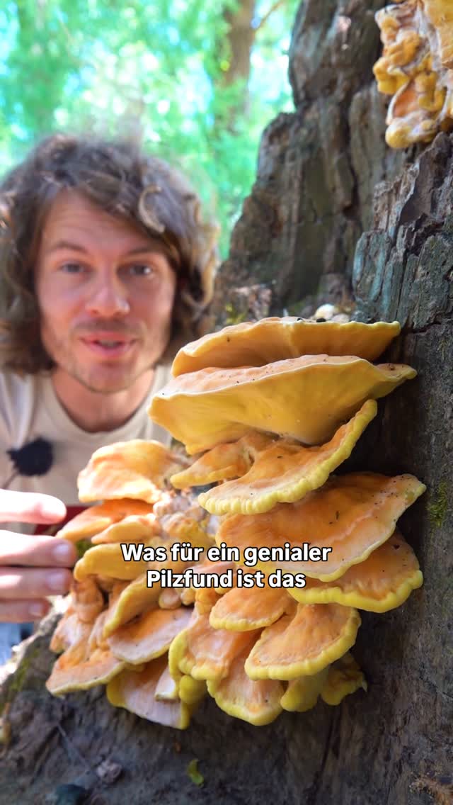 Die Pilzwelt erwacht aus ihrem Frühlingsschlaf und es lassen sich mit dem herannahenden Sommer immer mehr Arten finden. Sehr prominent ist jetzt vor allem der Schwefelporling (Laetiporus sulphureus) in Wäldern vertreten. Dieser auffällige Pilz wächst an Laubbäumen – aktuell besonders gerne an Weiden.Er ist ein parasitärer Pilz, aber auch diese sind wichtig für die Biodiversität und schaffen neue Lebensräume. Der Gelbbindige Schwarzkäfer (Diaperis boleti) futtert diesen Pilz zum Beispiel für sein Leben gern. Auch für uns Menschen ist der Schwefelporling essbar, aber man sollte den Käfern auch immer was übrig lassen. Und ganz wichtig: Unbedingt erhitzen, roh ist der Pilz giftig!Außerdem starten in Kürze auch Pfifferlinge (Cantharellus cibarius), Sommersteinpilze (Boletus reticulatus) und Flockenstielige Hexenröhrlinge (Neoboletus erythropus) voll durch. Auch diese drei Arten sind essbar. An ihnen kann man gut beobachten, wie unterschiedlich gut sich Pilze gegen die Larven von Pilzmücken verteidigen können. Während Pfifferlinge und Flockenstielige Hexenröhrlinge selten befallen sind, sind es die Sommersteinpilze fast immer.Mit etwas Glück kann man jetzt, insbesondere im Bergland, auch den eher seltenen Schönfußröhrling (Caloboletus calopus) finden. Dieser ist einer der wenigen Röhrlinge, die nicht essbar sind.Eines haben Pfifferling, Sommersteinpilz, Flockenstieliger Hexenröhrling und Schönfußröhrling gemeinsam: Sie alle sind Mykorrhiza-Pilze, leben also in Symbiose mit Bäumen und sorgen dadurch für ein gesünderes Waldökosystem.Ganz wichtig beim Sammeln: Nur essen, was man zu 100 % kennt und niemals alles absammeln, sondern immer etwas stehen lassen.#pilze #biodiversität #insekten #wald #natur by @nabu