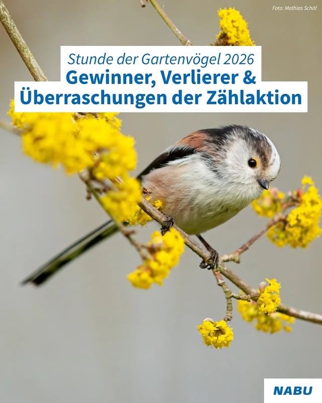 🐦‍⬛ Habt ihr dieses Jahr mitgemacht? Falls ja: Welche Vögel habt ihr entdeckt? War irgendeine Art das erste Mal zu Gast? Schreibt es in die Kommentare. ✍️ #gartenvögel #vogelbeobachtung #birding #vögel #vögelaufinstagram by @nabu