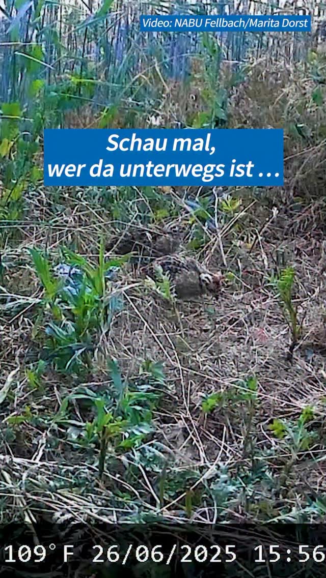 So viele kleine Rebhühner 🐣✨️2025 war ein gutes Jahr für sie – in unserem Projektgebiet sind wieder viele Küken geschlüpft.Ein schöner Moment und ein kleiner Hoffnungsschimmer.Doch noch ist das Rebhuhn nicht in Sicherheit. Seine Lebensräume werden seltener, Nahrung fehlt und viele Küken schaffen es nicht. 💚 Damit aus ihnen mehr wird, zählen wir auf dich! 👉 Spende unter nabu.de/helfen oder über den Link in der Bio by @nabu