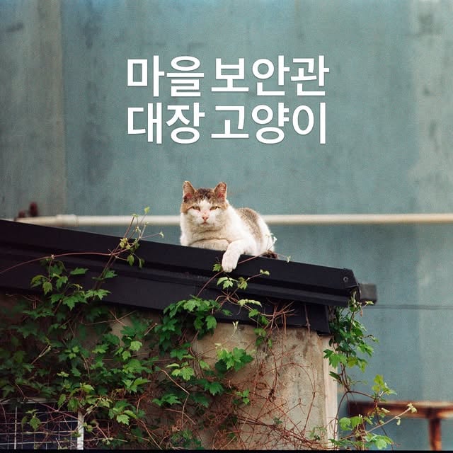 마을 보안관 대장 고양이,항상 같은 시간에 같은 코스를 돌며순찰을 하는 대장 고양이.자신의 영역이라 생각한 곳은매일 빠짐없이 순찰한다.#제주도바다에는고양이가산다 by @xhu_re