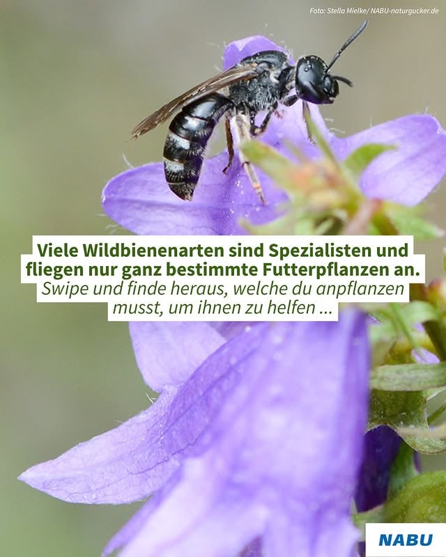 Hast du eine dieser Pflanzen bei dir im Garten? Mit heimischen Wildpflanzen könnt ihr diesen Wildbienen ganz gezielt helfen. 🐝 ❗Aber: Blüten allein reichen nicht aus. Wildbienen brauchen neben Nahrung auch passende Nistplätze und Nistmaterialien. Manche nisten im Boden, andere in Totholz, in Stängeln oder in Mauerspalten. Genau deshalb lohnt sich auch ein Blick auf die Infos zur Nistweise in den Slides. 👀 by @nabu