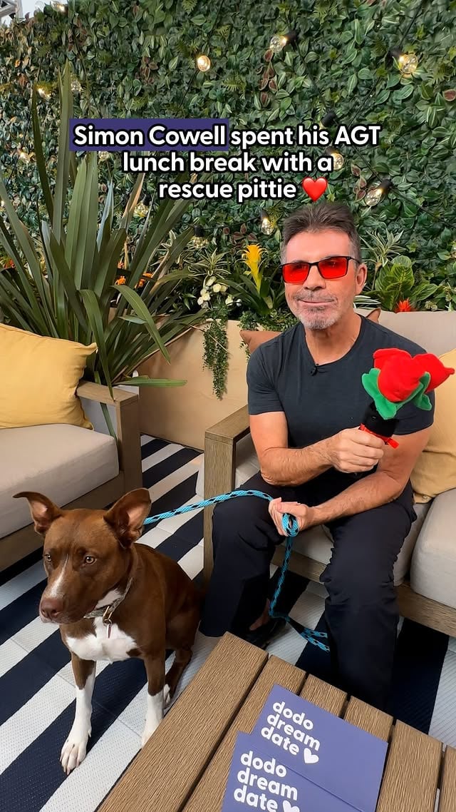 @simoncowell said his day filming with The Dodo was his favorite day — and we think his date agrees 💕On Dodo Dream Date, Simon Cowell gives Cider, an adoptable rescue dog, a VIP tour of the @agt set. Along the way, Cider gets to meet @officialmelb, @terrycrews, and @howiemandel! Watch the premiere of the new season of @agt on @NBC Tuesday, June 2. Stream it the next day on @peacock!Cider is available for adoption through @wagsandwalks 💕Click the link in our bio to get your application started today! Produced and Edited by @themobtrio by @thedodo