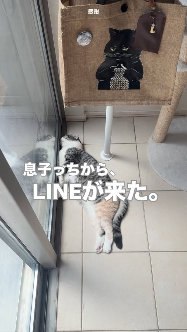 🐾
ぬし🐾👩‍💼、
諸事情🏥により
家🏠を空けている。

そんなぬし🐾👩‍💼に、
息子っちからLINE📩が。

開けてみたら
窓辺でスヤスヤ眠る
まるの動画が……🤤

その動画と共に
息子っちからメッセージ。

息子っち→
「チュ！しておる！
ガラスに映った🐈さんと！」
「オレの『まる』なのに！」
1人ツッコミを入れる
息子っち🤭

息子っちなりに
ぬし🐾👩‍💼を励まし、
笑わせ様としてくれておるのかな。

その遠回しの不器用な優しさに
微笑んでしまった🤭。

うん🙂‍↕️
離れていても、
こうやって繋がってる。

なんだか
この世界がまるごと
優しく感じられた
優しい時間にゃった😉

息子っち、
不器用な優しさをありがとう！

そして、
みにゃ様🐾
優しい元気玉🔴🥸
ありがとうにゃの🐾

ニマニマしながら
みんにゃ🐾からの元気玉🔴🥸を
堪能しておるの！

またゆっくりなっちゃうけど
愛に
行かさせてにゃの🐾

#猫のいる暮らし 
#家族
#ありがとう
