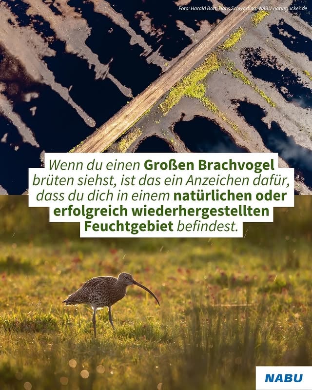 Wo würdet ihr euch mehr Wiederherstellung von Natur wünschen? 👇 Manche Arten zeigen uns direkt, ob ein Ökosystem gesund ist. Wo sie vorkommen, finden sie Nahrung, Rückzugsorte und funktionierende Lebensräume. Ihre Anwesenheit kann also ein wichtiger Hinweis auf intakte oder erfolgreich wiederhergestellte Natur sein. 👉 Damit solche Lebensräume erhalten und wiederhergestellt werden, gilt seit 2024 die EU-Wiederherstellungsverordnung. Der Nationale Wiederherstellungsplan soll sie in Deutschland umsetzen und geschädigte Ökosysteme wieder stärken. 🐦💚 by @nabu