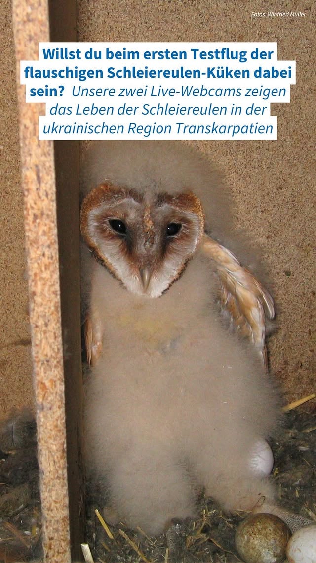 Kommentiere ein „🦉“, wenn du mehr über die Schleiereulen lesen willst. 💚Den Link zur Webcam findest du auf unserem Profil. 🫶Danke an unsere Partner @birdlife.ukraine, die das alles erst möglich machen. 🙌 by @nabu