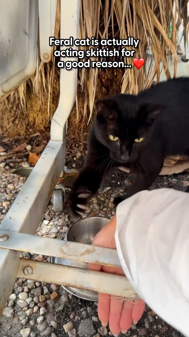 The way she checks to make sure every kitten is there 😭Our producer, @tarang_thedodo, spoke to @eka.kopylova about earning the trust of a feral cat everyone else overlooked, and how Kaia instantly became the kittens’ self-appointed nanny 🥹🐾 by @thedodo
