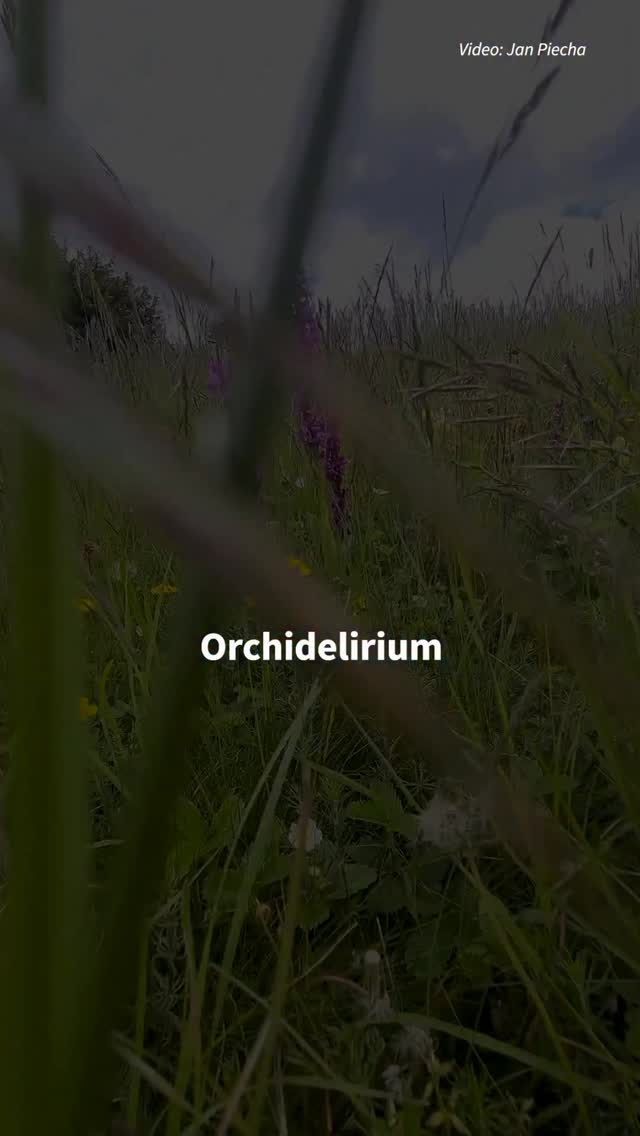 Bei der letzten Foto-Tour mit @janpiechaphoto haben wir einige wunderschöne & heimische Orchideen entdeckt. 🌸 All diese Arten wachsen übrigens auf Kalk-Magerrasen oder an ihren Rändern. Um sie zu erhalten, ist die Pflege solcher Gebiete durch extensive Beweidung oder gezielte Mahd unumgänglich. Nährstoffeinträge von außen sowie die Verbuschung solcher Flächen muss verhindert werden, um die Artenvielfalt dieser Lebensräume zu erhalten.Bist du jetzt auch im Orchidelirum? 💕#orchidee #orchideenblüte #wildblumen #blüte #naturliebe by @nabu