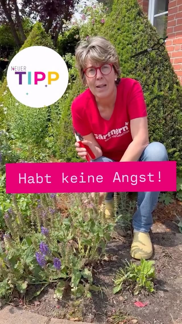 Salbei Mainacht ist mit der ersten Blüte durch und ich Kürze ihn nun ohne viel Geschiss , bis auf den Boden ein , um eine erneute Blüte anzuregen. Im Anschluss versorge ich ihn mit meinem Flüssigdünger damit er zügig Power für ein neues Wachstum bekommt . Diesen sogenannten Remontierschnitt wende ich später auch z. B. bei Salbei Caradonna und der Katzenminze  an . Habt bitte keine Angst beim Schneiden , denn Alles wächst wieder nach! Ist so ähnlich wie nach dem Epilieren der Beine 😂😂😂
.
#diy #tip #garten 
Rückschnitt
Remontierschnitt
Mut
Alles wächst nach