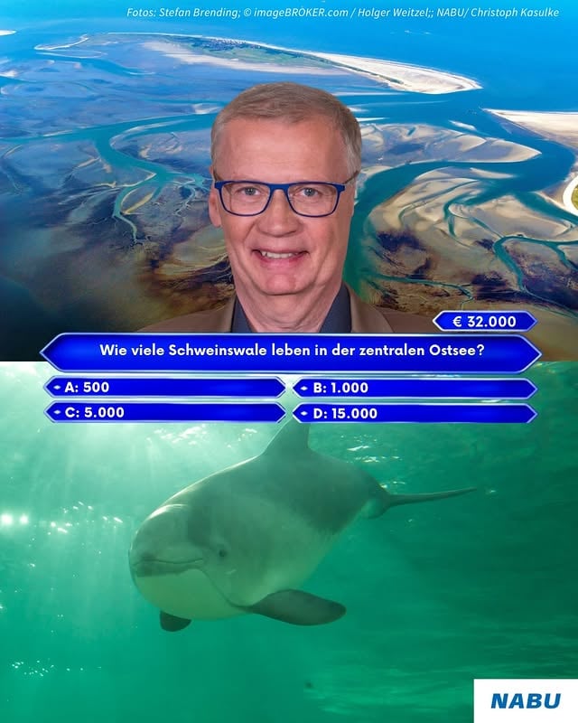 Die Spielregeln sind klar: Erst weiterswipen, wenn ihr eine Antwort ausgewählt habt. Nicht schummeln. 🤓 Wie weit seit ihr bei unserem Tag der Meere-Quiz gekommen? 🌊 Welche Antwort hat euch überrascht? 🤯 ⚠️93 % unserer Meere befinden sich in einem schlechten Zustand. Erschreckend, oder? Hilf jetzt mit einer Meerespatenschaft!🐳 Link in der Bio oder direkt hier: nabu.de/helfen#worldoceansday #meer #ostsee #nordsee #werwirdmillionär by @nabu
