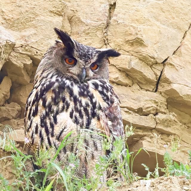 Uhu - ein faszinierender Vogel