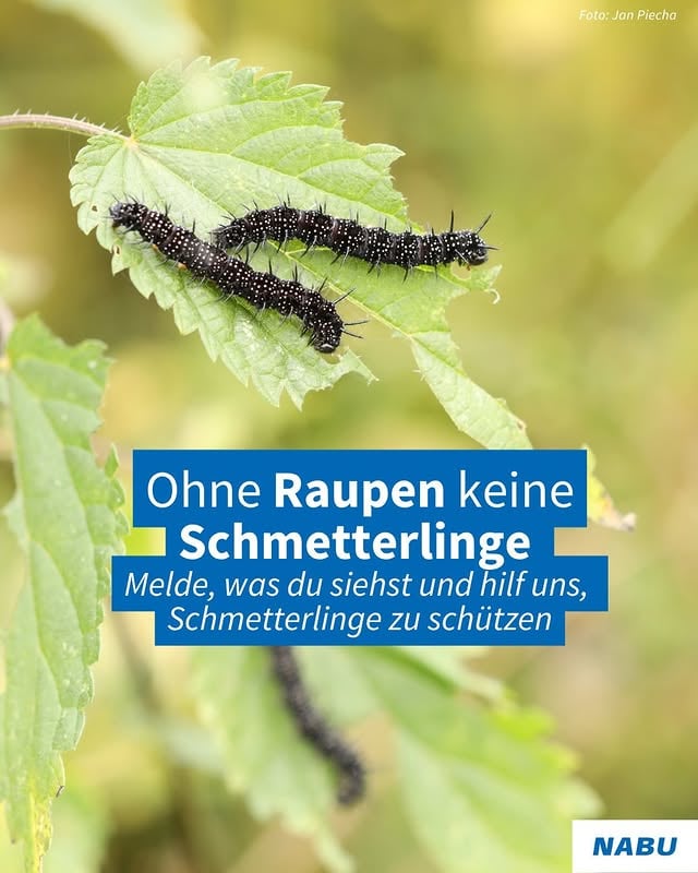 Hast du in letzter Zeit Schmetterlinge gesehen? 🦋Viele Arten werden seltener, selbst häufige Schmetterlinge wie das Tagpfauenauge oder der Admiral. Gemeinsam mit NABU|naturgucker möchten wir herausfinden, wie es um die Bestände der Falter aktuell bestellt ist. Und dafür brauchen wir dich!🐛Viele Raupen dieser Falter leben auf Brennnesseln, einer Pflanze, die oft übersehen oder entfernt wird, dabei ist sie für sie überlebenswichtig. Wenn du Raupen auf Brennnesseln entdeckst: Melde sie über unser Portal.Alle Infos findest du über den Link in unserer Bio. Danke fürs Mitmachen!💚 by @nabu
