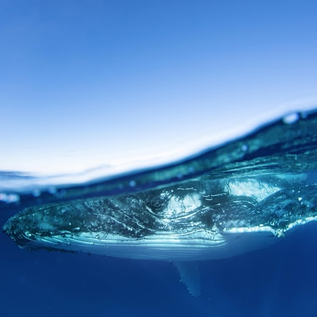 Happy #WorldOceansDay 🌎