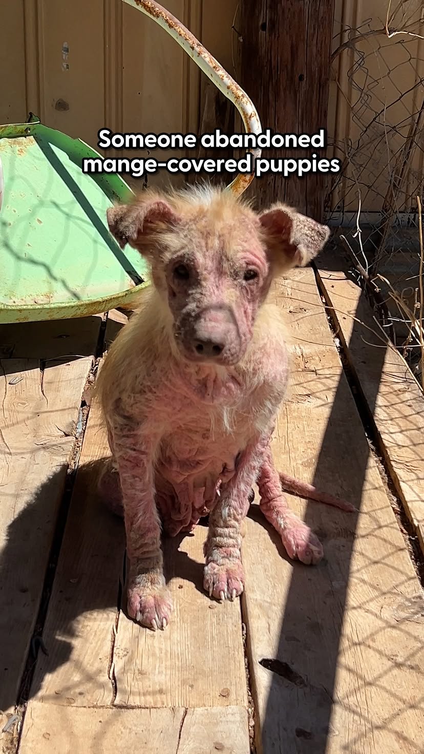 A few weeks of love made all the difference ❤️@willie.diaries told @aaliyah_thedodo about her reaction to getting the call about these two mangy puppies, and how they worked to get their fur back 🥰 by @thedodo